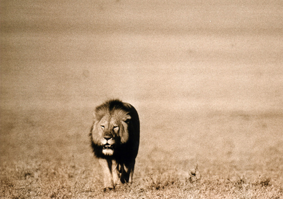 Katavi Lion