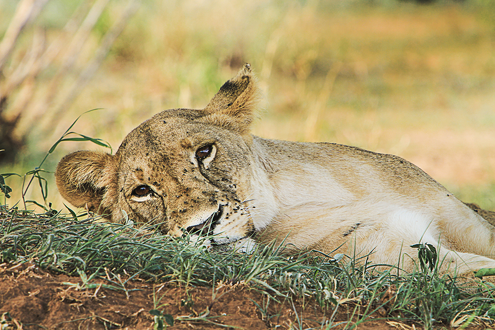 Little-Chem-Chem-Lazy-Lion
