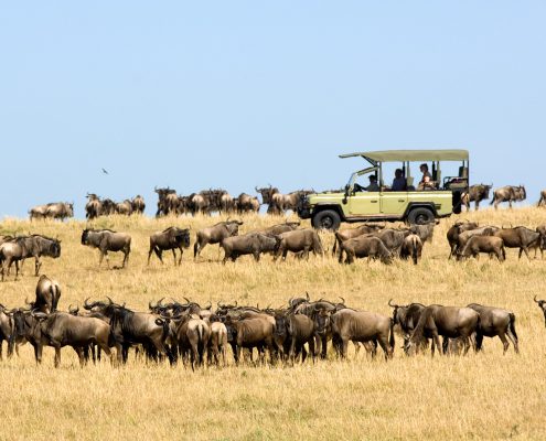 Ubuntu-Wildebeest-migration-game-drive-4