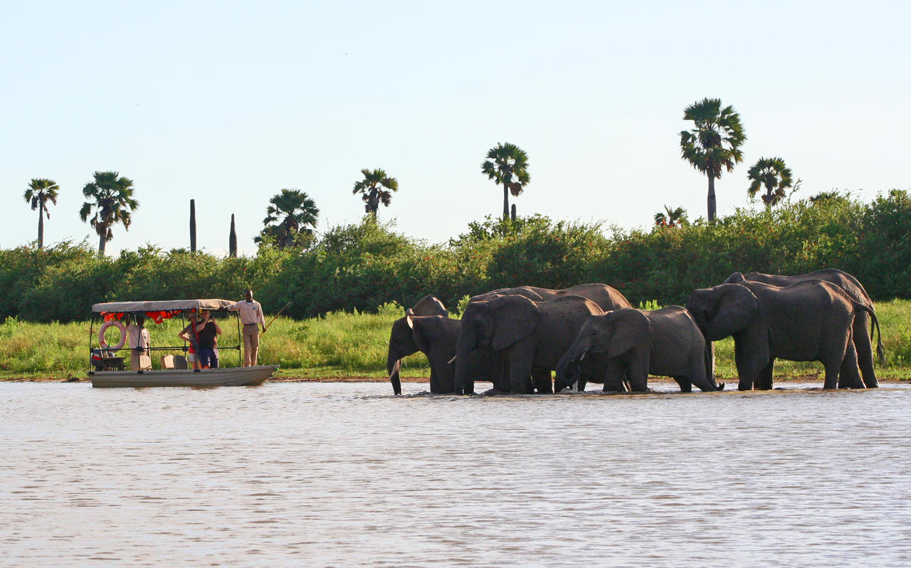 selousimpalaboatsafari12