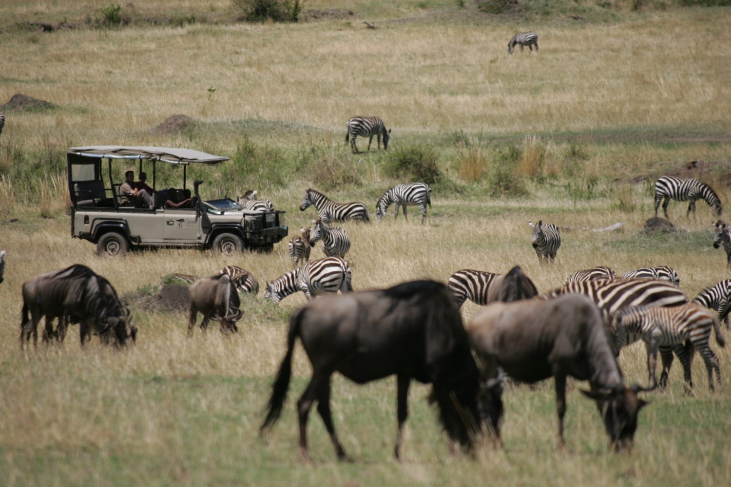 Saruni Mara Gnus and Zebras grazing