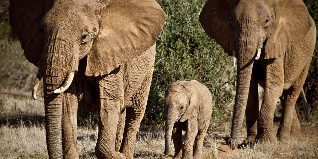 Sasaab - Elephants
