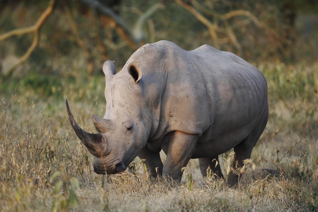 ol pejeta-white-rhino-kenya-safari