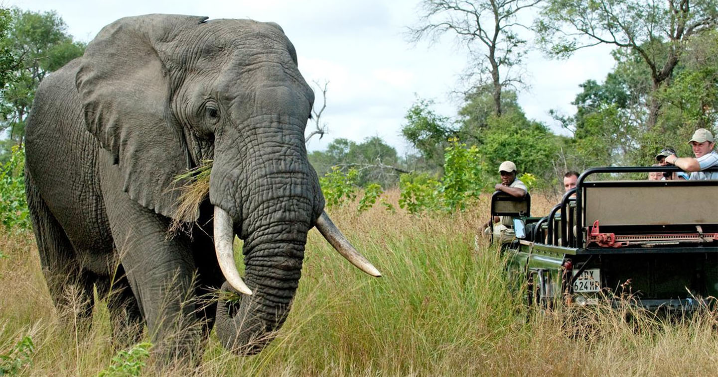 safari-game-drive-nottens-bush-camp