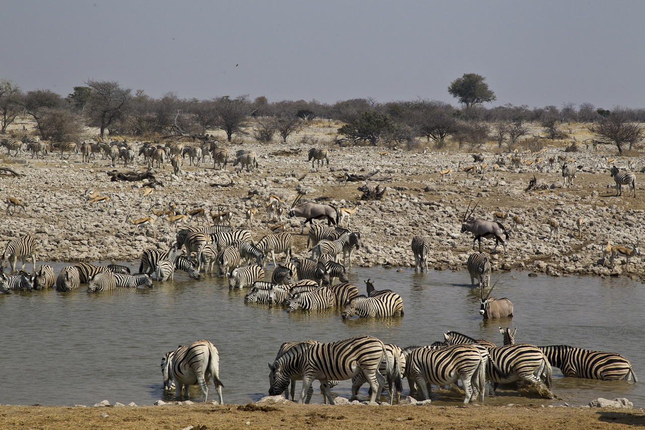 ongava-lodge-wildernesssafaris08