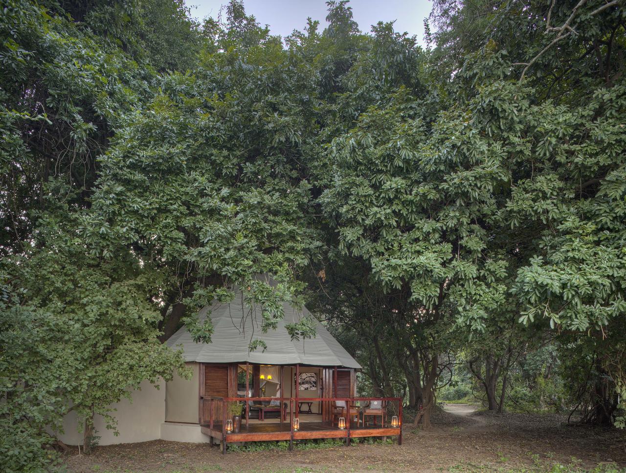 Sausage Tree sausage_tree_2016-153