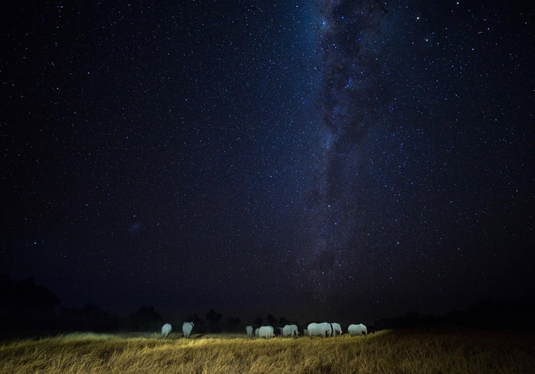 machaba-safaris-machaba-camp-3