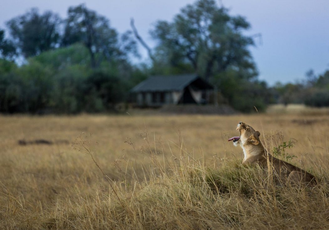 machaba-safaris-machaba-camp-4