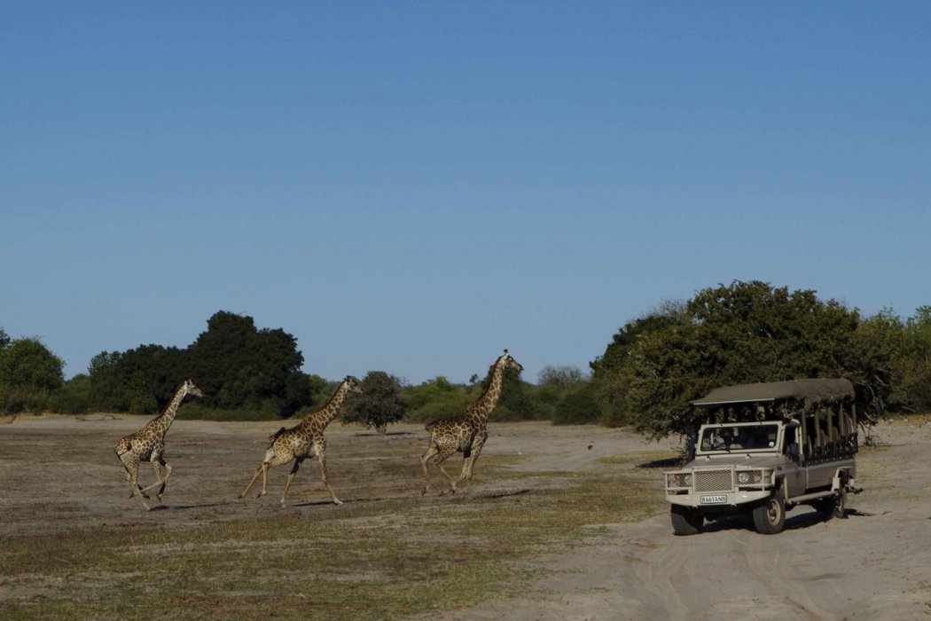 Chobe Game Lodge GameDriveGir_CGL_10136