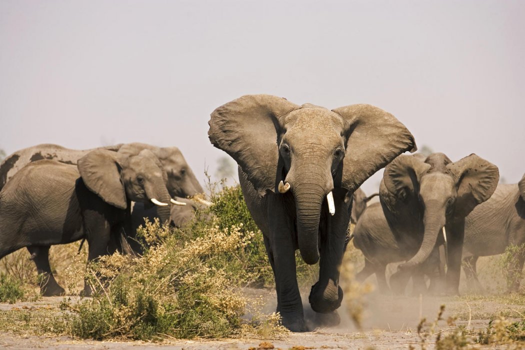 zarafacamp-wildlife-greatplainsconservation-112