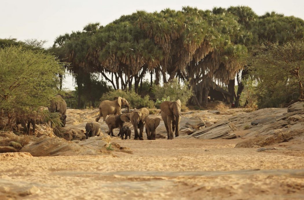 up_close_and_personal_with_the_saruni_rhino_elephants