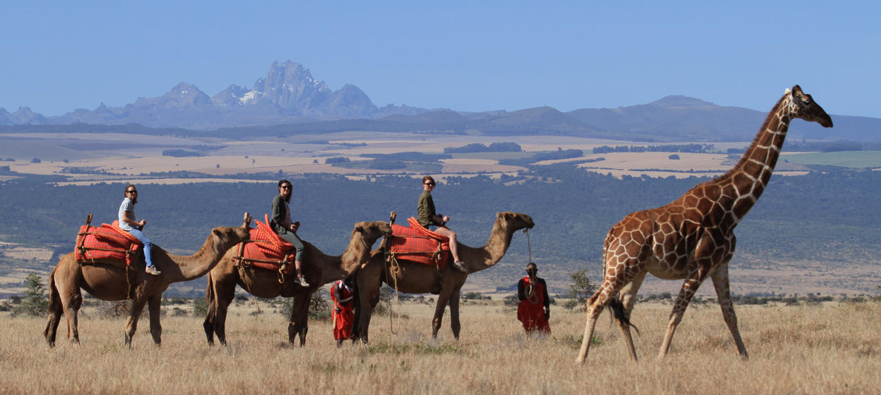 Lewa Giraffe