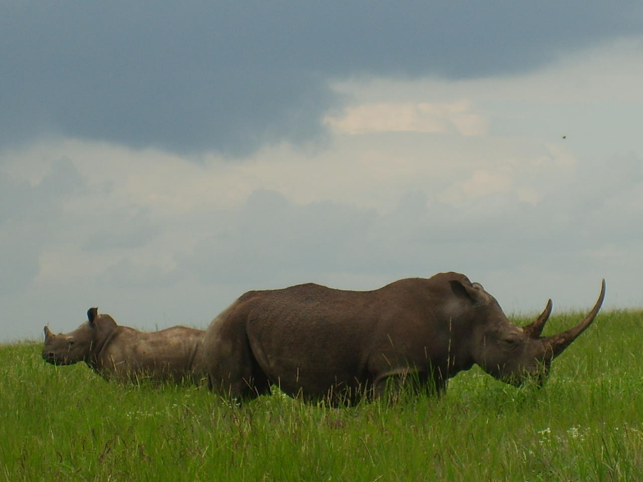 Lewa Wilderness - Rhino