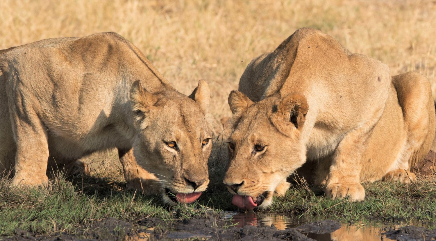 somalisa_camp_hwange_national_park_zimbabwe_lionesszd5_7205_119